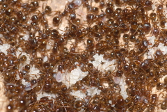 Aphaenogaster subterranea