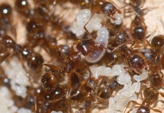 Aphaenogaster subterranea