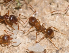 Aphaenogaster subterranea