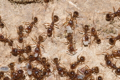 Aphaenogaster subterranea