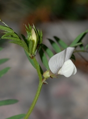 Vicia lutea lutea
