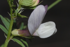 Vicia lutea lutea