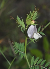 Vicia lutea lutea