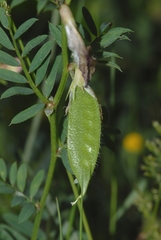 Vicia lutea lutea