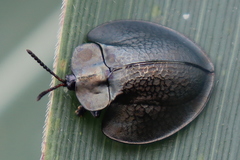 Cyrtonota