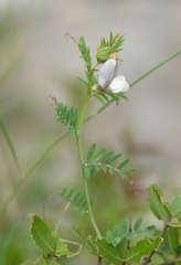 Vicia lutea lutea