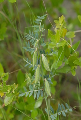 Vicia lutea lutea