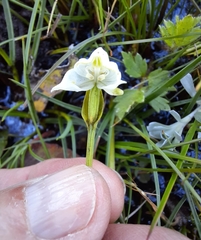 Disperis wealei
