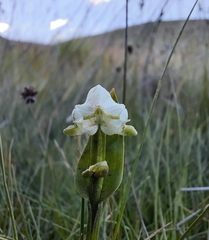 Disperis wealei