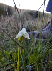 Disperis wealei