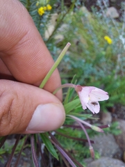 Epilobium salignum