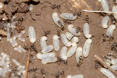 Lasius cinereus