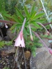Epilobium salignum
