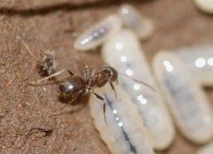 Lasius cinereus