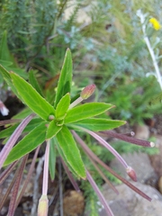 Epilobium salignum