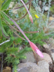 Epilobium salignum