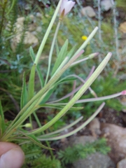 Epilobium salignum