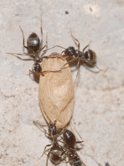 Lasius cinereus