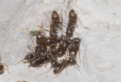 Lasius cinereus