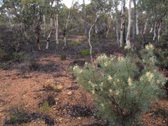 Petrophile divaricata