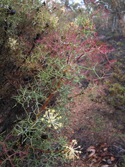 Petrophile divaricata