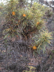 Banksia nobilis