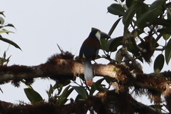 Andigena nigrirostris