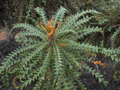 Banksia nobilis