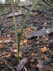 Shy Sun Orchid (Thelymitra graminea) · iNaturalist