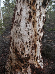 Eucalyptus wandoo