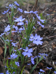 Lechenaultia biloba