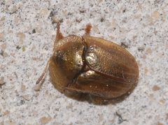 Hypocassida