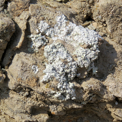 Protoparmeliopsis pinguis