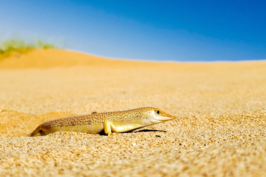 Arabian Sand Skink