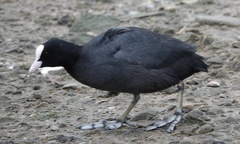 Fulica atra