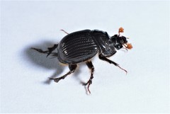 Eucanthus subtropicus