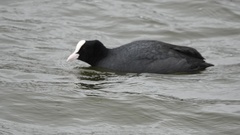 Fulica atra