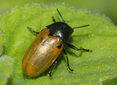 Labidostomis humeralis