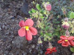 Jamesbrittenia breviflora