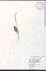 Ophioglossum pusillum