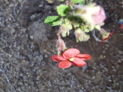 Jamesbrittenia breviflora