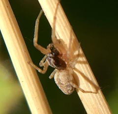Dictyna calcarata