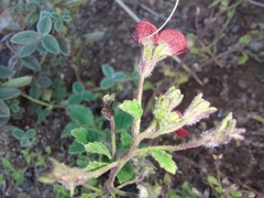 Jamesbrittenia breviflora