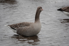 Anser anser