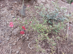 Jamesbrittenia breviflora