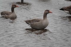 Anser anser