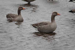 Anser anser
