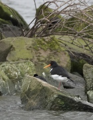 Haematopus ostralegus