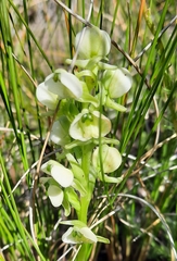 Pterygodium leucanthum