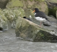Haematopus ostralegus